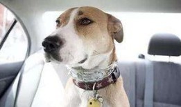 大狗最新爆料新闻视频下载,最新爆料新闻视频深度解析