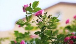 花花世界最新爆料,揭秘娱乐圈背后的秘密风云