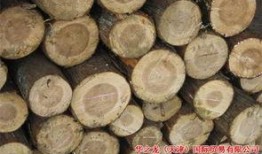 最新爆料木头龙正式开拆,正式开拆，揭秘背后惊人真相